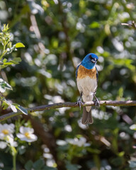 Lazuli bunting perched on the branch of a leafy tree in spring.