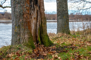 Deervo by the river with heavily damaged bark