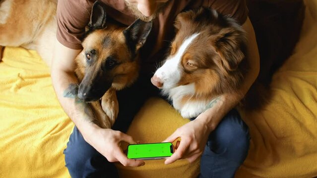 Young man sitting on bed with two dogs using smartphone to watch movie. Green screen, horizontal mockup for advertising. Chroma Key Device. Owner resting with Australian and German Shepherds inside.