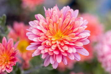Close-up of a pink dahlia on a blurred background
