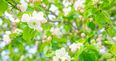 Apple blossom flowers, spring background. Soft selective focus on foreground flowers