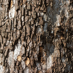 bark of a tree