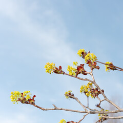 maple tree blossoms in spring