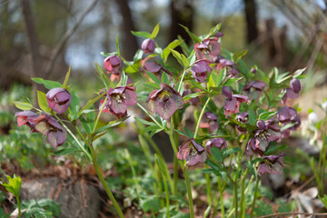 purple red hellebore blossoms close up