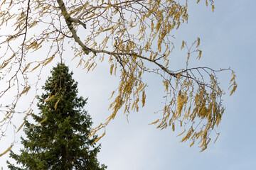 birch tree catkins and sky