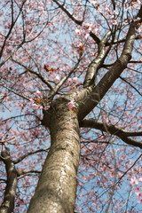 cherry blossom tree with trunk and branches view looking up