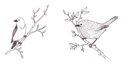 Black and white spring illustration of two birds sitting on a branch with leaves and buds