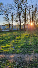 General view of a dog walking in a sunlit park in the evening early spring. Vertical photo