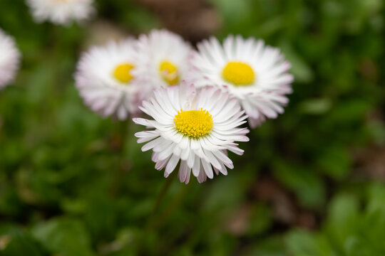 delicate white pink daisy flowers close up (bellis perennis?)
