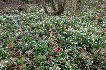 Many common snowdrops (Galanthus nivalis) growing beneath the trees in a park