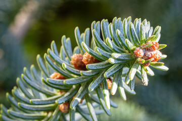 Branch with buds and needles covered with wax of a fir tree (Abies)