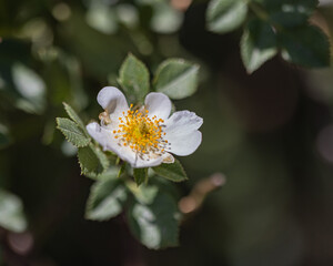 White wild rose flower with yellow center, blooming in spring.