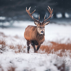 Naklejka na ściany i meble red deer cervus elaphus running in a snowy landscape, Created using generative AI tools.