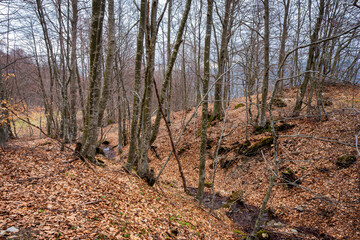 A beech forest  on the slopes of Chiappo Peak, small mountain in the Apennine Mountains at the borders between Lombardy and Piedmont (Northern Italy). During winter is used as ski slope.