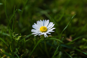 images of wild daisies flowers