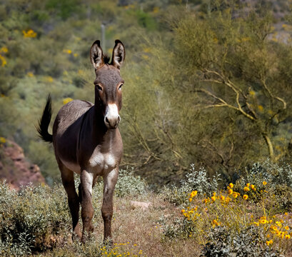 Wild burros in the desert just North of Phoenix Arizona