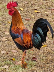 Rooster on San Juan street