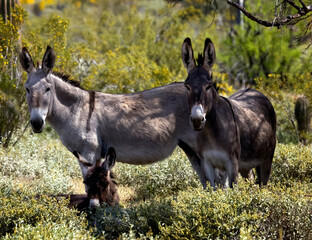Wild burros in the desert just North of Phoenix Arizona