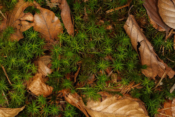 Autumnal background with green moss and brown leaves on the forest floor