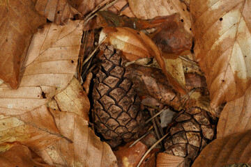 Autumn background with brown beech leaves, pine cones and pine needles on the forest floor