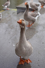 Fototapeta premium gray goose during the rain. Goose feeding. Birds in the park