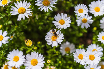 Obraz premium images of wild daisies flowers