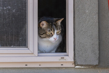 Cat with tabby and white coloring is looking outside through an open sliding screen door. 