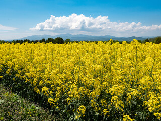 滝川の菜の花（北海道滝川市）