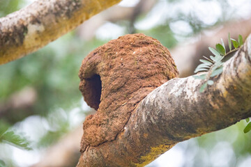 Nest of João de Barro bird on branch of tree in rain forest