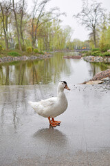 White duck in the rain in the park near the reservoir