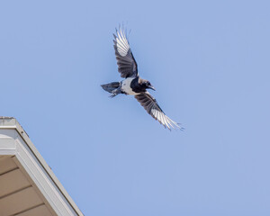 Black and white birds, called Magpies are flying after taking off from a roof.