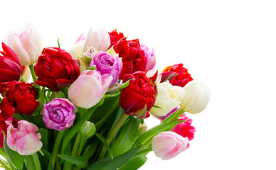 Fresh tulips flowers