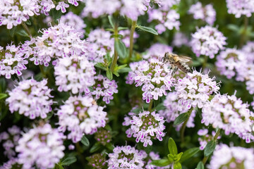 Winter Savory or Satureja Montana lilac purple flower in the garden design, insects favorite