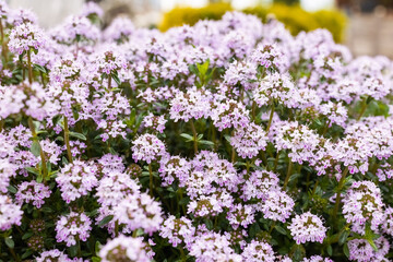 Winter Savory or Satureja Montana lilac purple flower in the garden design, insects favorite