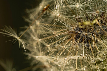 Dandelion  macro photo