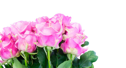 Violet blooming roses