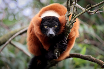 Red Vari (Varecia rubra) on the tree