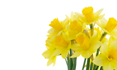 bouquet of daffodils flowers