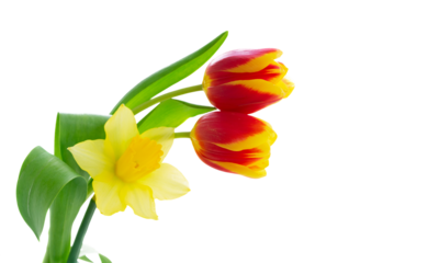 tulips and daffodils flowers