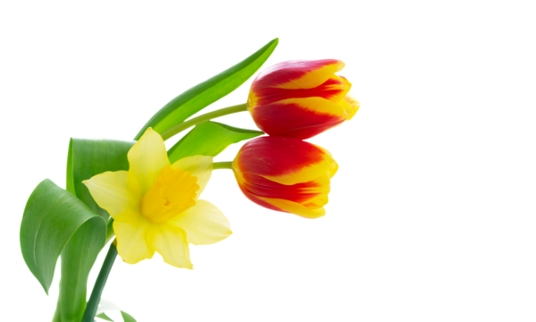 tulips and daffodils flowers