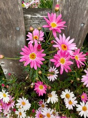 pink daisy flowers and white daisies blooming along weathered wooden fence - 595386930