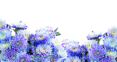 blue chrysanthemum flowers