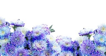 Deurstickers blue chrysanthemum flowers © neirfy