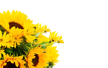 Sunflowers on white
