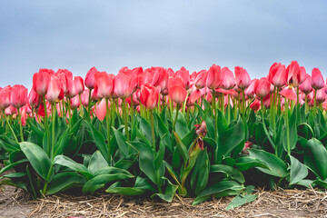 Rows of pink tulips in The Netherlands, During Spring.