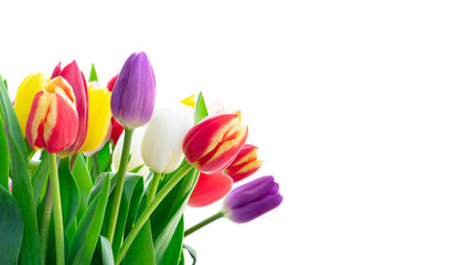 Fototapeta premium fresh tulips flowers