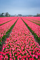 Rows of pink tulips in The Netherlands, During Spring.