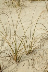Beach grass on the white sand dunes of Cumberland Island, Georgia.