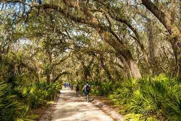 A group of tourists walking on a trail through a Live oak tree and spanish moss and palmetto tunnelCumberland, Island, Georgia. © Bob