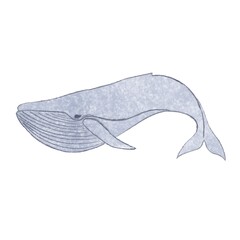 picture animal contour silhouette logo fish whale sperm whale, picture, fish, blue whale, swimming.